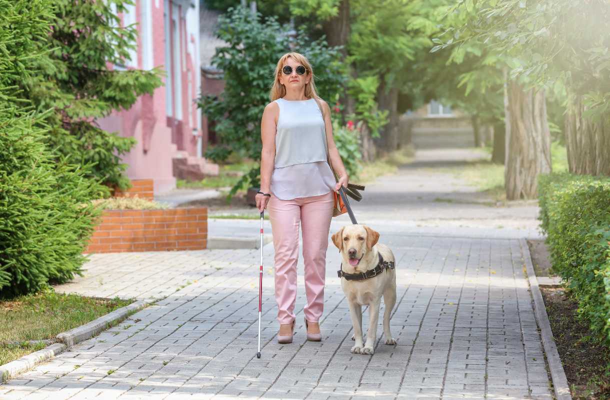 adopter chien guide d'aveugle retraite