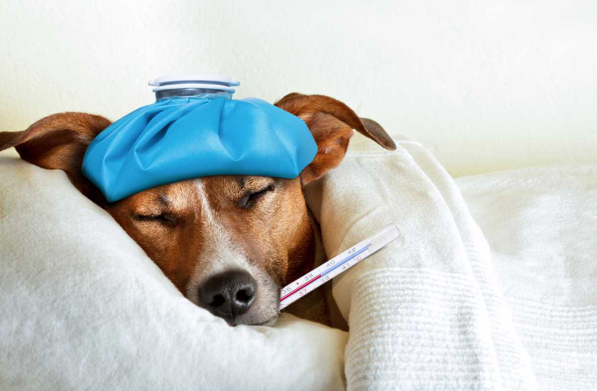 chien malade