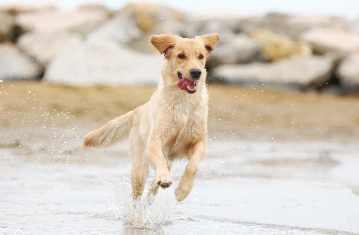comment mettre de la terre de diatomée sur un chien