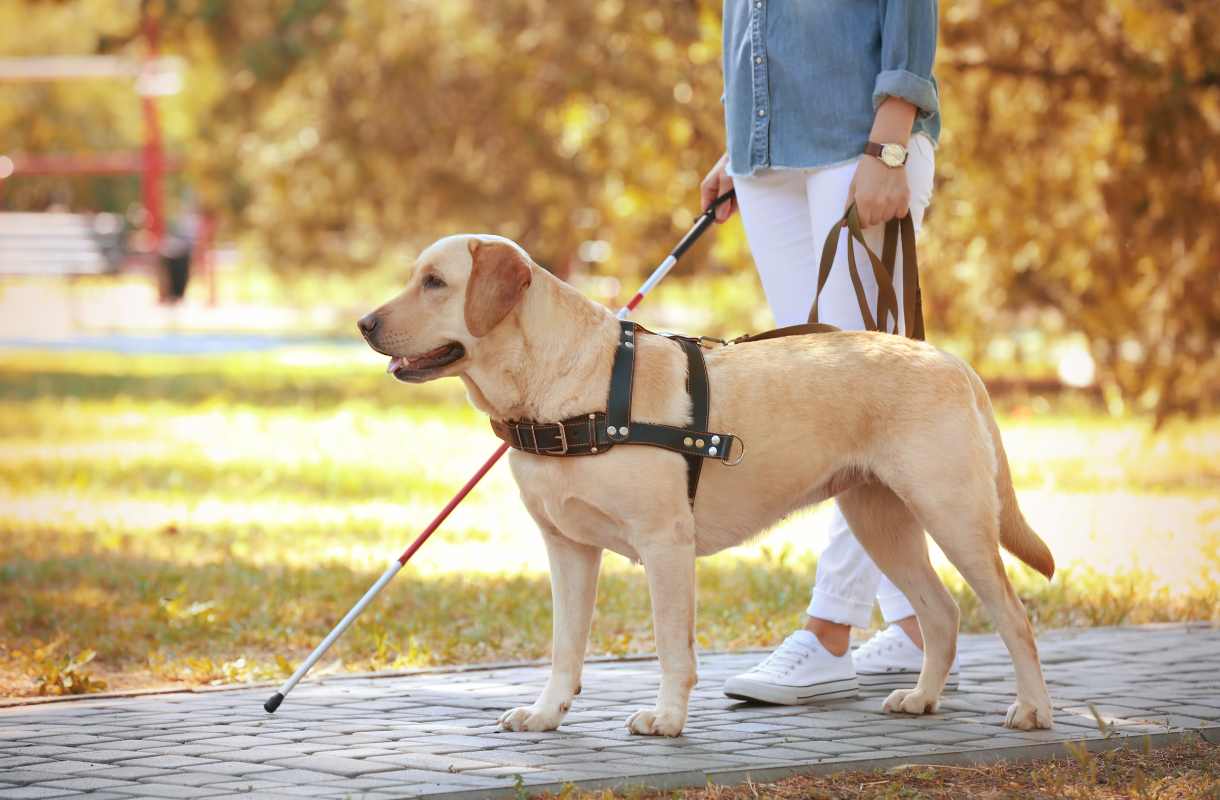 famille d accueil chien guide
